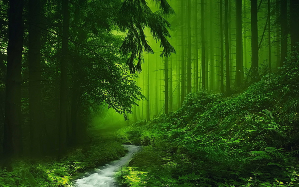 Tierra/Naturaleza Bosque Niebla Árbol Naturaleza Chorro Greenery Fondo de pantalla HD | Fondo de Escritorio