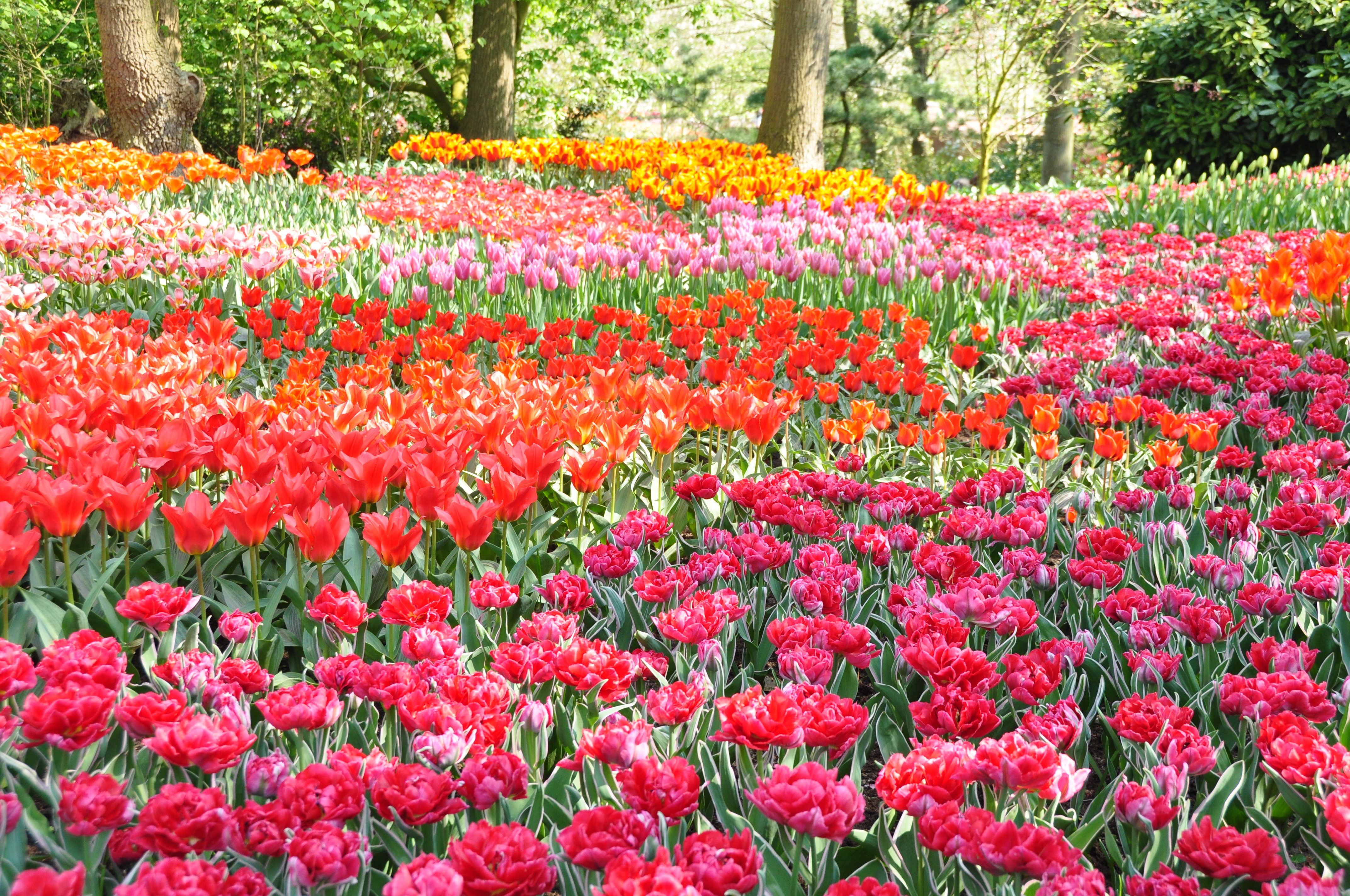 Flower Garden In Park