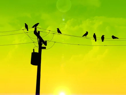Silhouetted crows perch on power lines against a vibrant yellow and green background, creating a striking animal-themed HD desktop wallpaper.