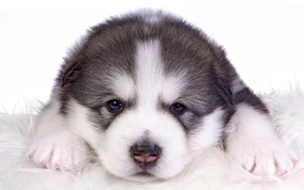  Alaskan Malamute Young Puppy