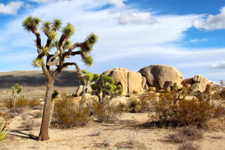 Scenic 4K Ultra HD view of Joshua Tree National Park in California, USA, showcasing desert landscape with distinctive Joshua trees and rock formations under a partly cloudy sky.