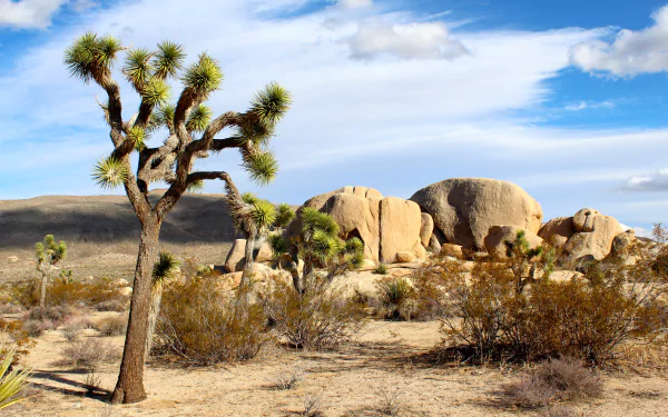 Scenic 4K Ultra HD view of Joshua Tree National Park in California, USA, showcasing desert landscape with distinctive Joshua trees and rock formations under a partly cloudy sky.