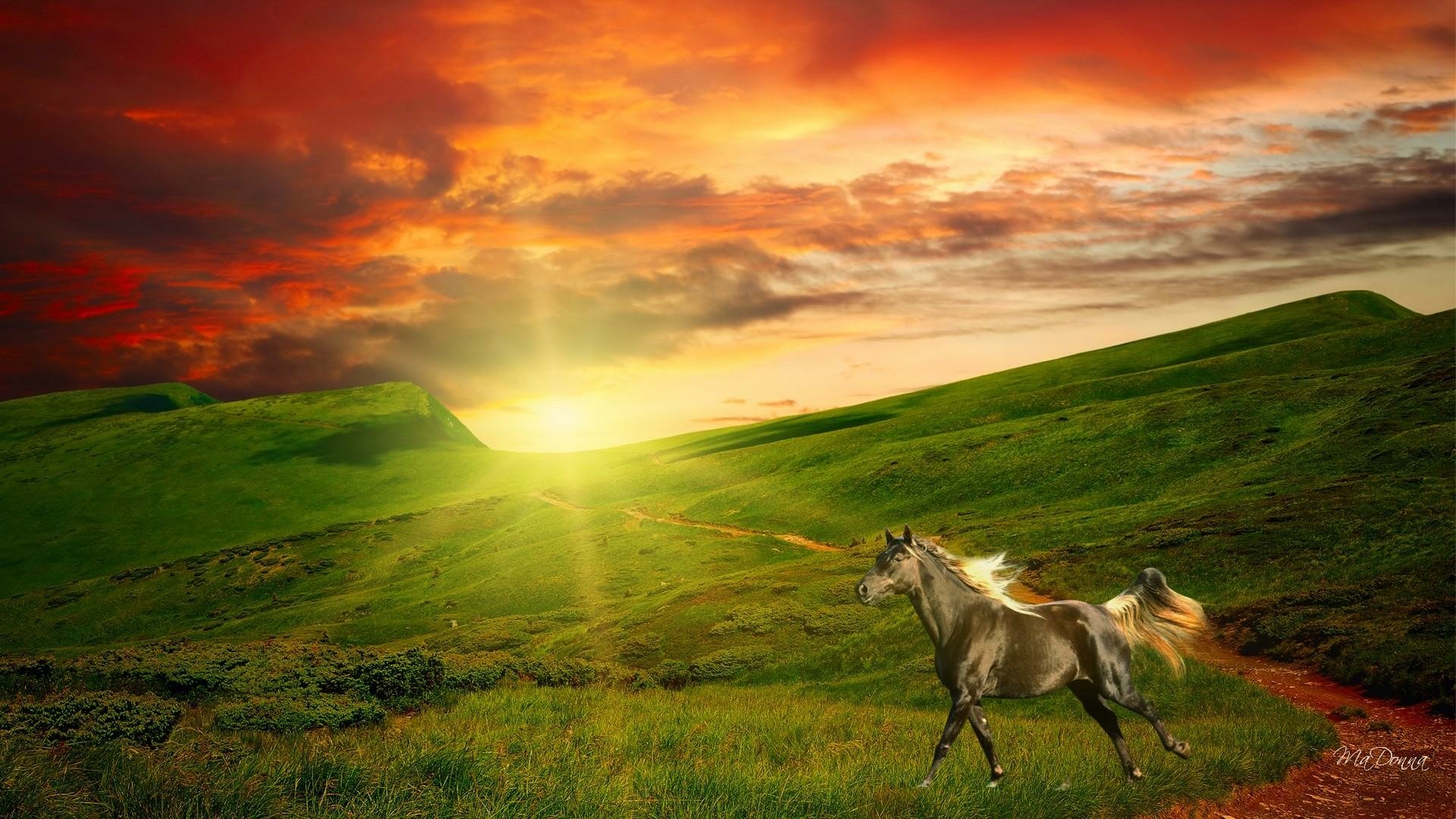 Horse In Field At Sunrise
