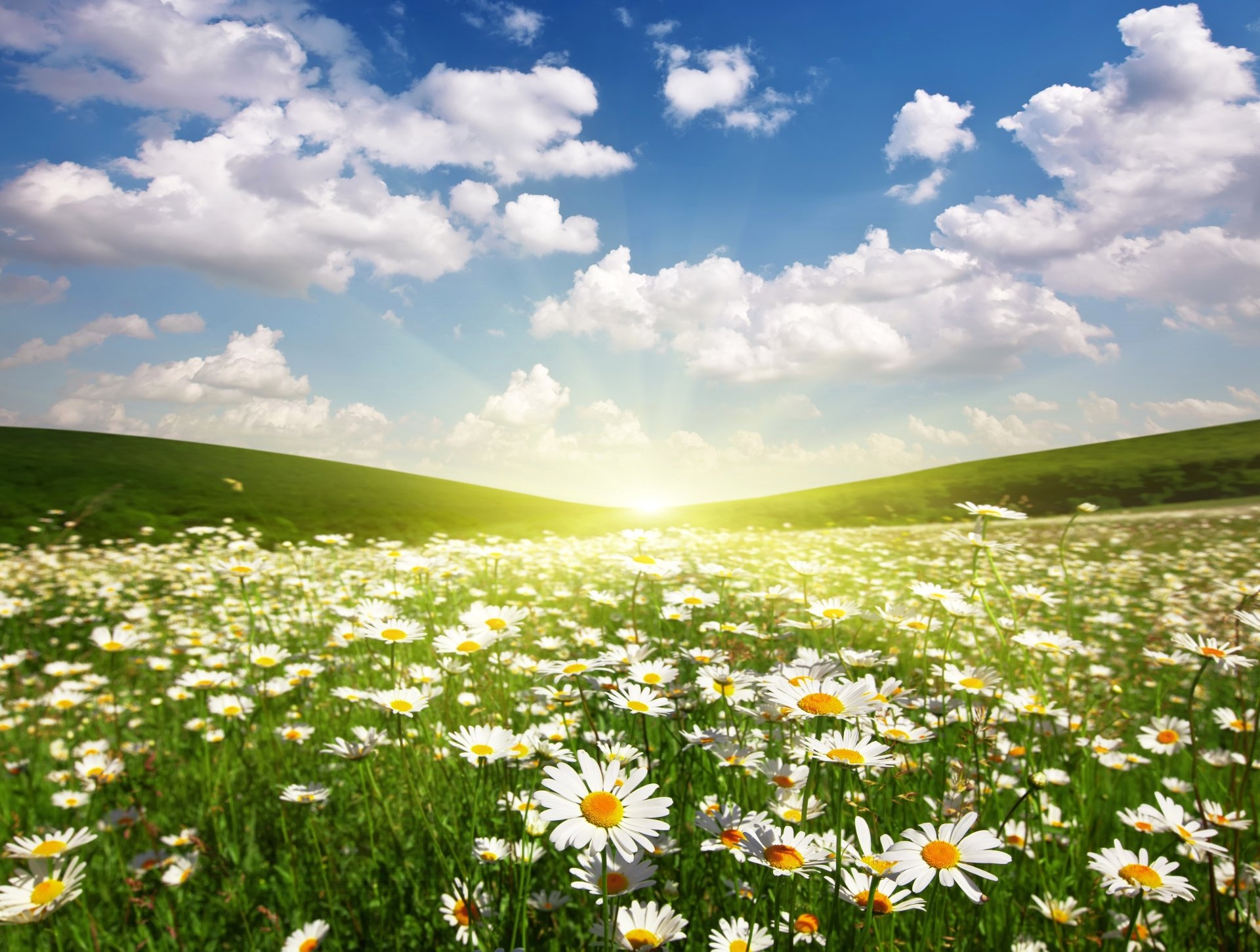 Download Flower Cloud Nature Sun Sunrise Daisy Field 4k Ultra HD Wallpaper