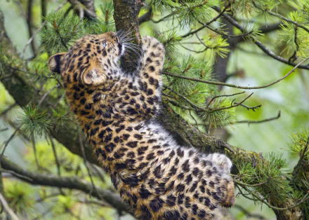 Amur leopard cub clinging to a pine branch in a lush forest, baby animal portrait — high-resolution 4K Ultra HD PC desktop wallpaper and background.