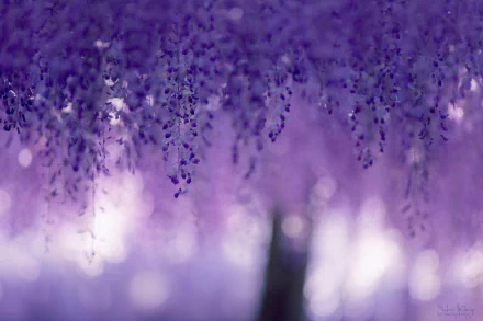 HD desktop wallpaper of delicate purple wisteria flowers hanging from branches in spring, with a soft bokeh background highlighting nature's beauty.