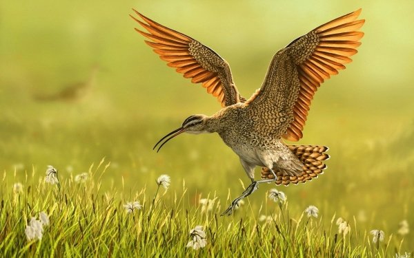 Animal Bird Birds Striped-Beak Snipe Close-Up Wings HD Wallpaper | Background Image