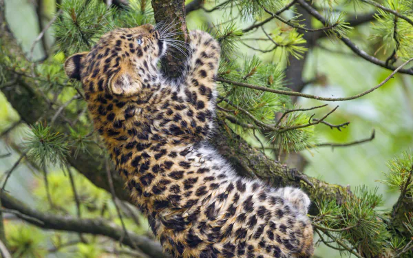 Amur leopard cub clinging to a pine branch in a lush forest, baby animal portrait — high-resolution 4K Ultra HD PC desktop wallpaper and background.