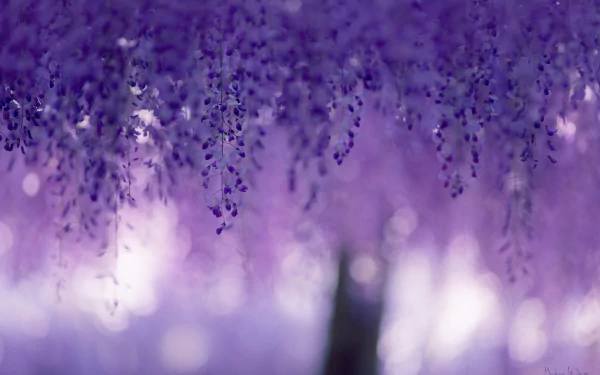 HD desktop wallpaper of delicate purple wisteria flowers hanging from branches in spring, with a soft bokeh background highlighting nature's beauty.