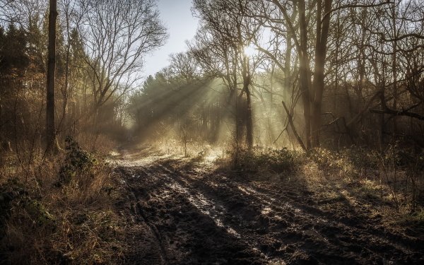 Earth Path Morning Forest Nature Sunbeam HD Wallpaper | Background Image