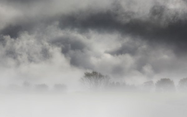 Nature Fog Tree Cloud HD Wallpaper | Background Image