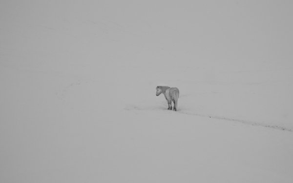 Animal Horse Winter Snow White HD Wallpaper | Background Image