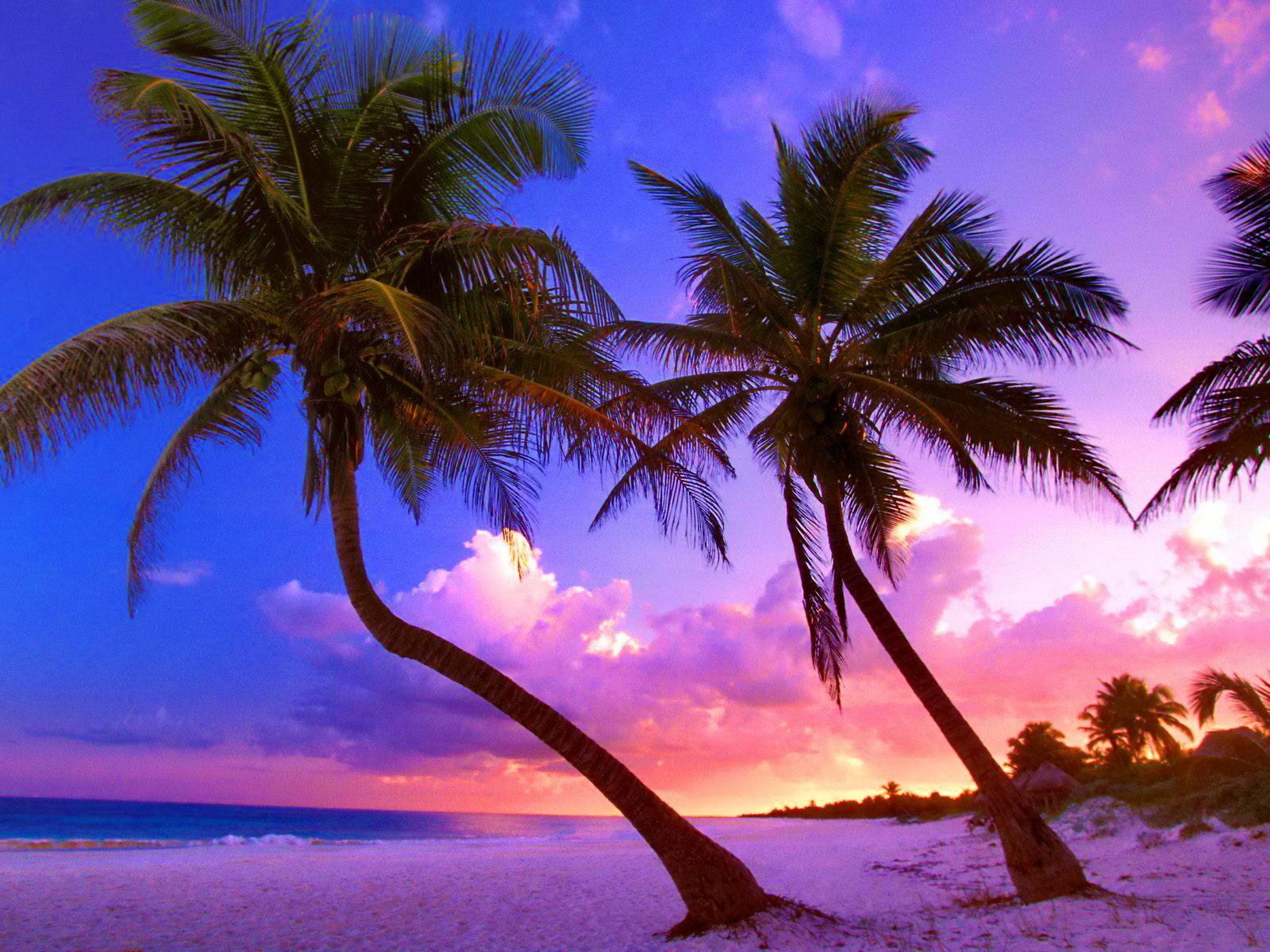 Beach Sunset With Palm Trees Wallpaper