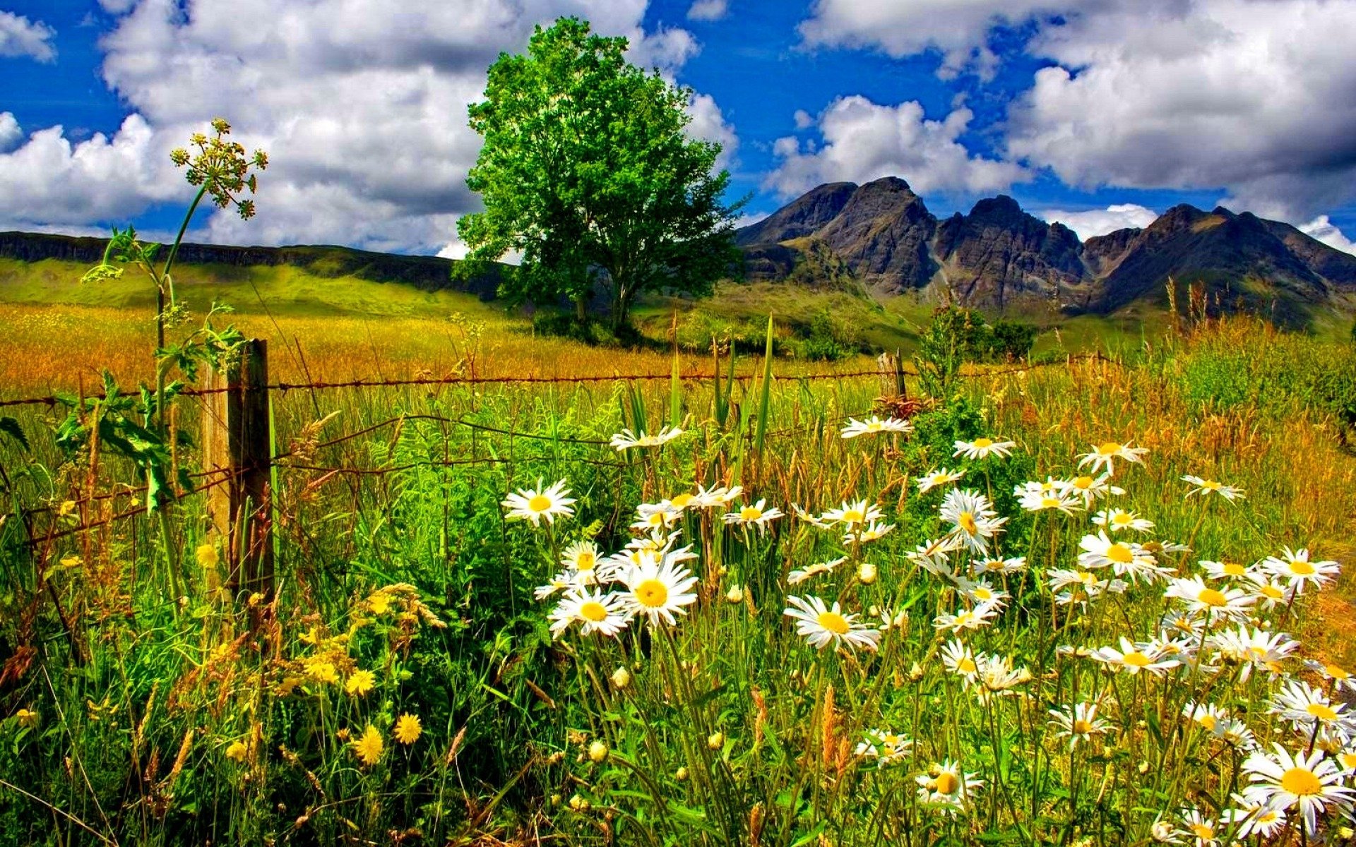 Download White Flower Nature Fence Daisy Flower Tree Grass Field Mountain Landscape  HD Wallpaper