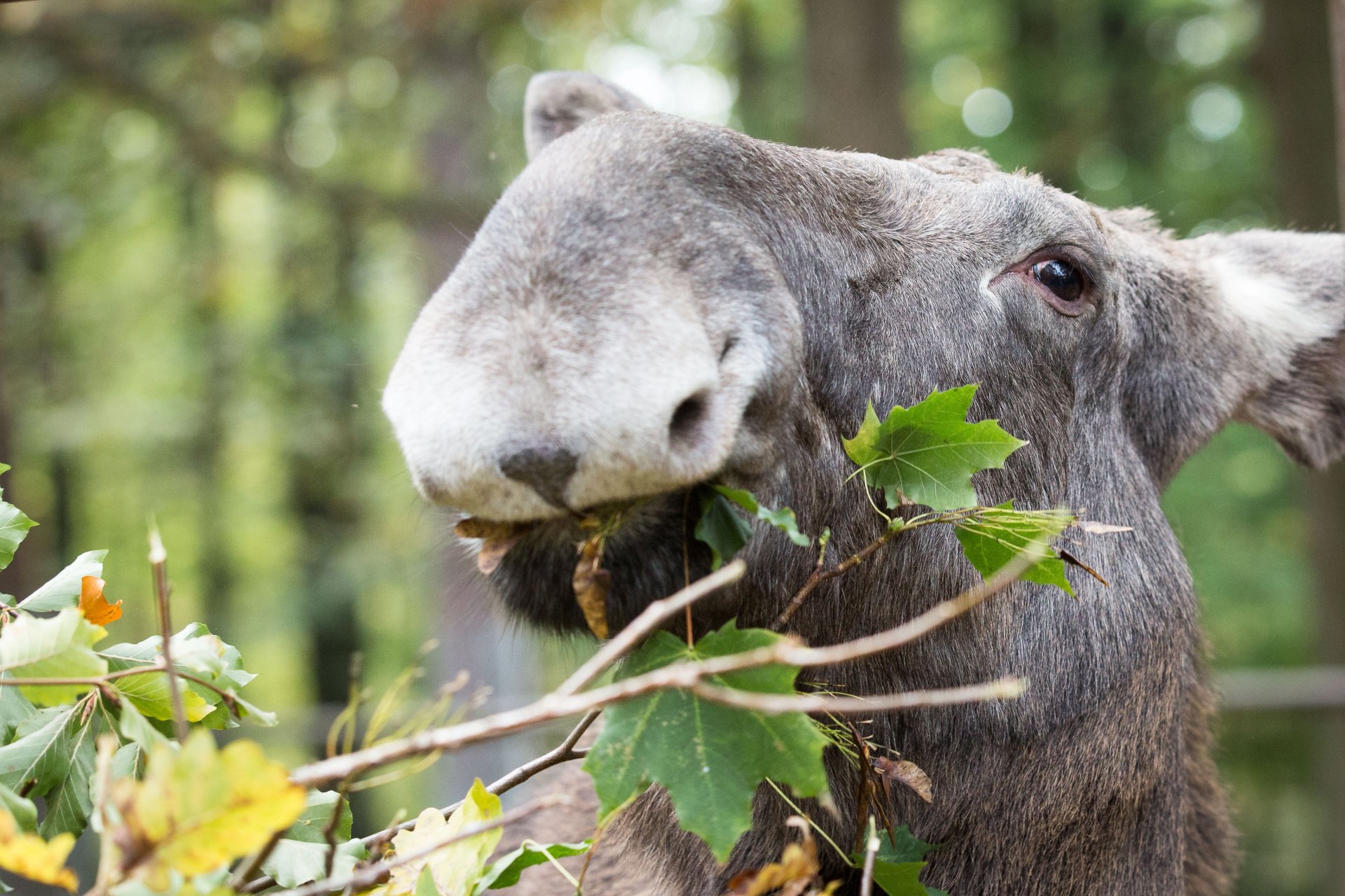 Download Leaf Bokeh Deer Elk Animal Moose HD Wallpaper by Cloudtail the Snow Leopard