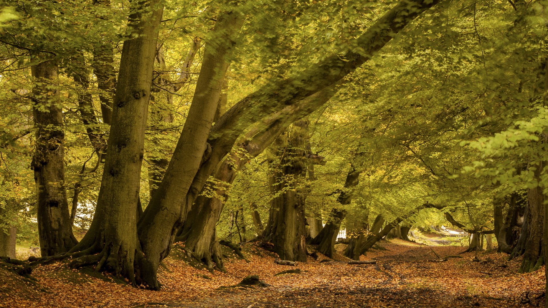 Sunlit autumn forest path with golden leaves and arched tree trunks, nature scene — HD PC desktop wallpaper and background.