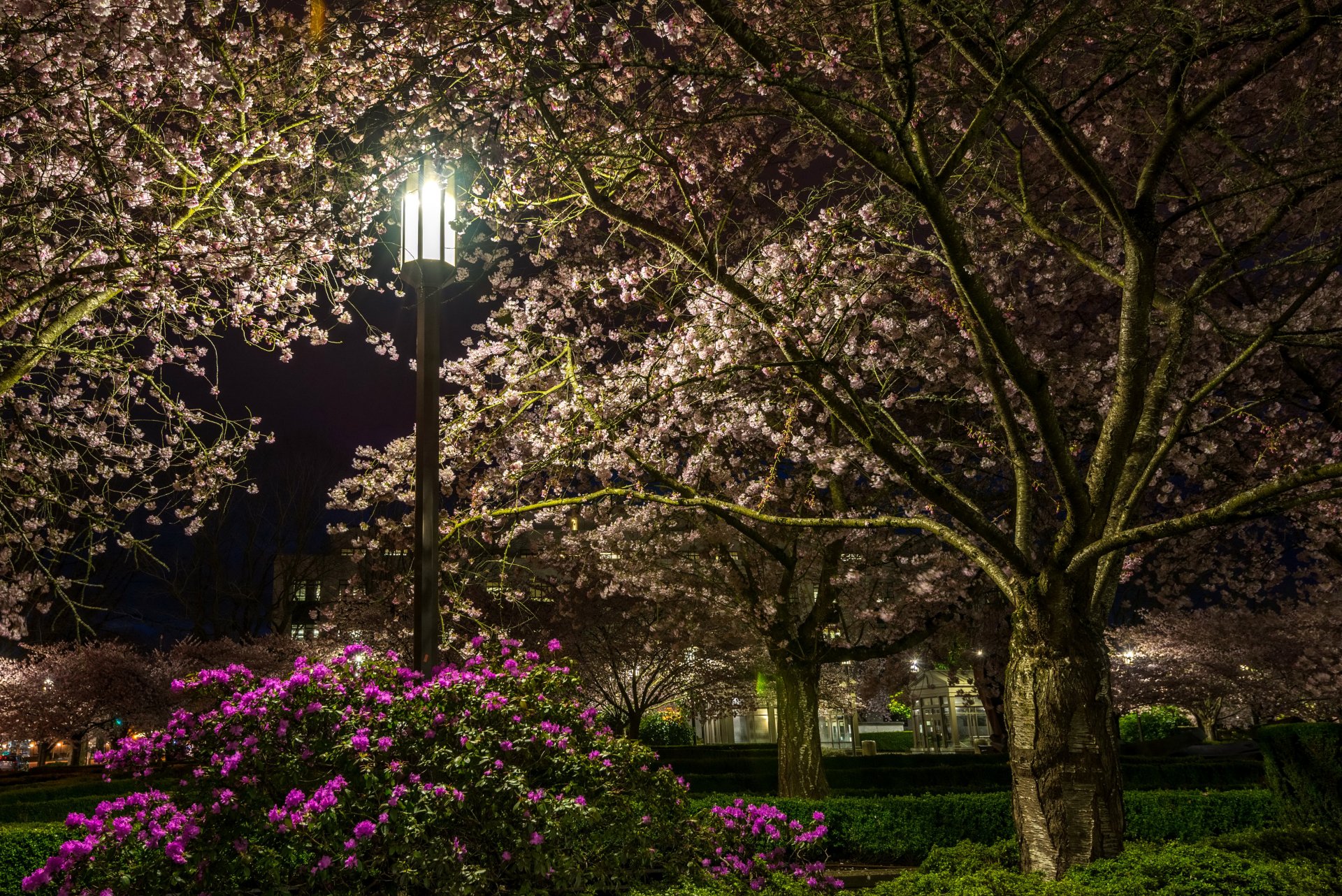Download Lamp Post Shrub Bush Tree Light Night Photography Park 4k Ultra HD Wallpaper