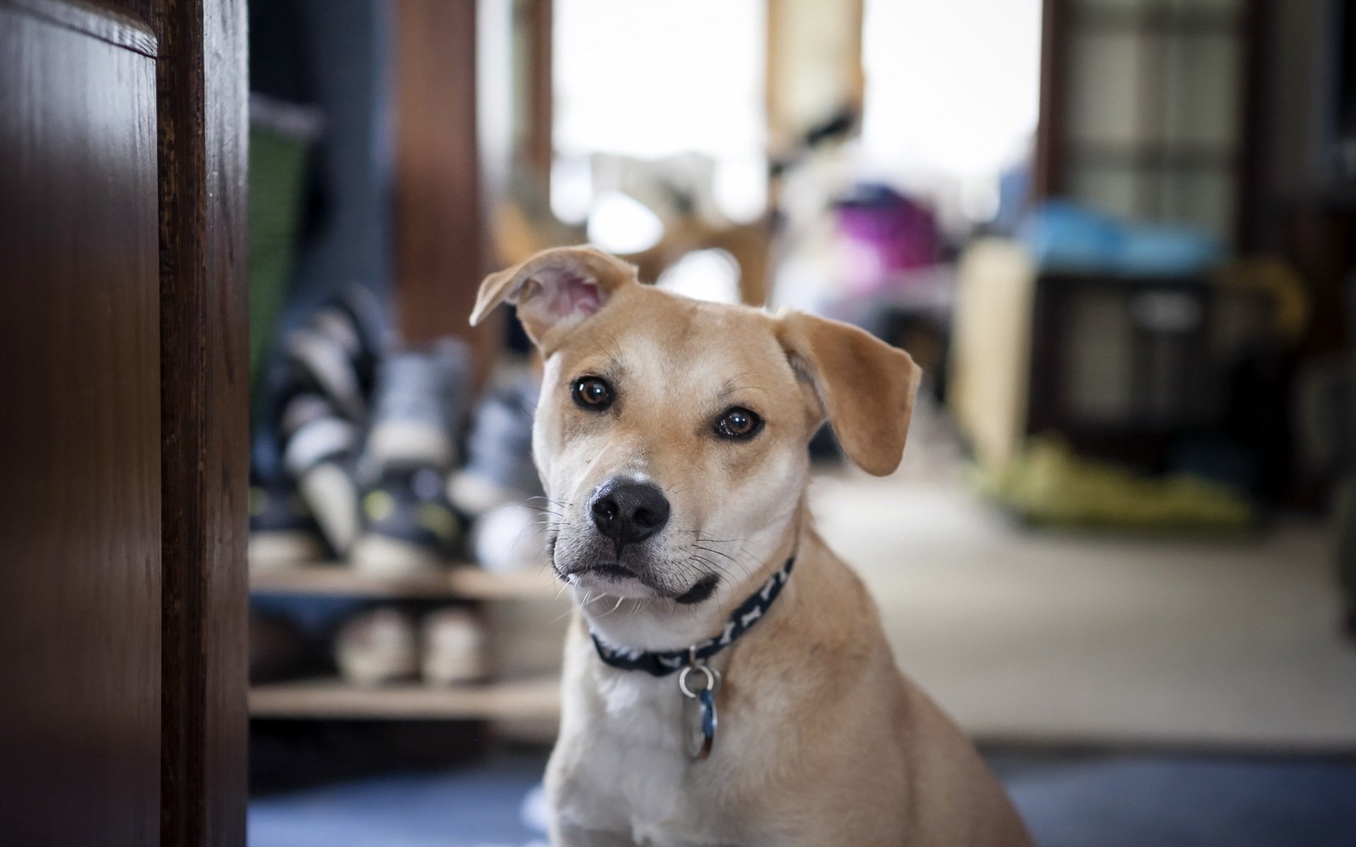 Beautiful Dog by Red Dirt Girl