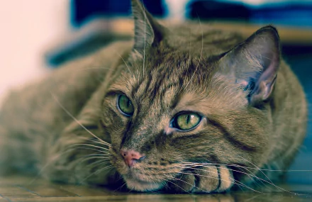 head eye Animal cat HD Desktop Wallpaper | Background Image