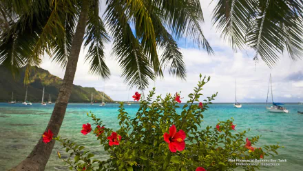 Vibrant red hibiscus flowers bloom under tall palm trees overlooking turquoise waters and sailboats in Opunohu Bay, Tahiti, captured in HD tropical photography.