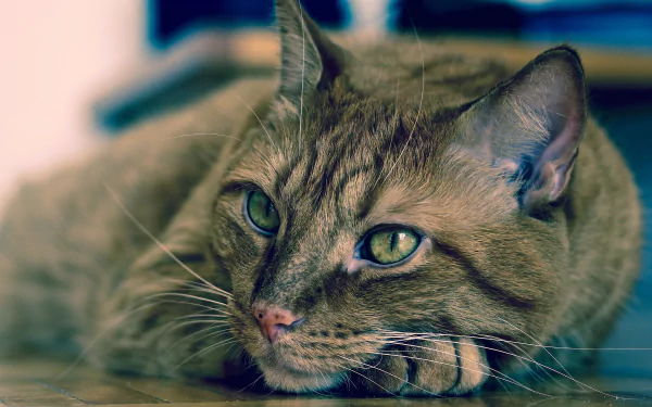 head eye Animal cat HD Desktop Wallpaper | Background Image