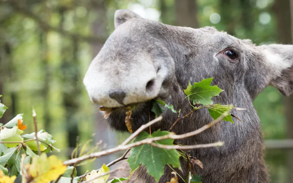 leaf bokeh deer elk Animal moose HD Desktop Wallpaper | Background Image