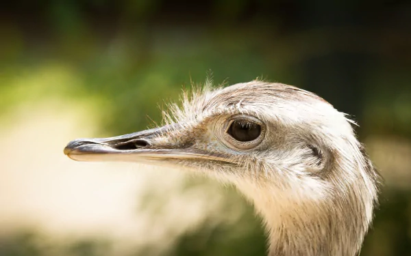 Close-up of an ostrich, showcasing its unique features against a blurred green background. This high-definition image serves as a captivating desktop wallpaper.