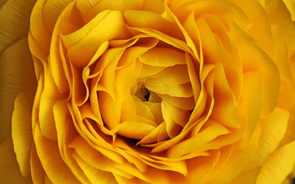 Close-up 4K Ultra HD image of a vibrant yellow rose showcasing its delicate layered petals in nature.