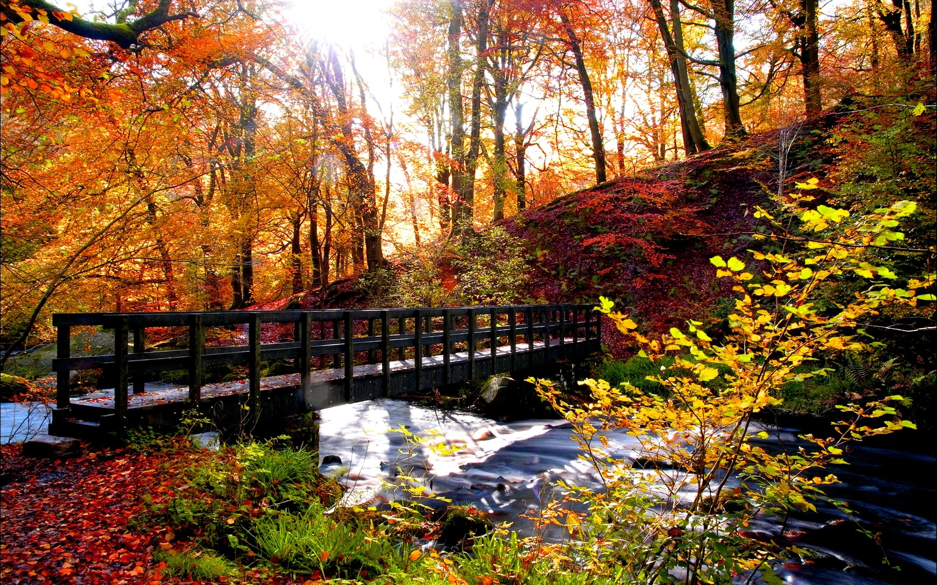 Download Tree Fall Forest River Stream Scenic Nature Season Man Made Bridge Hd Wallpaper