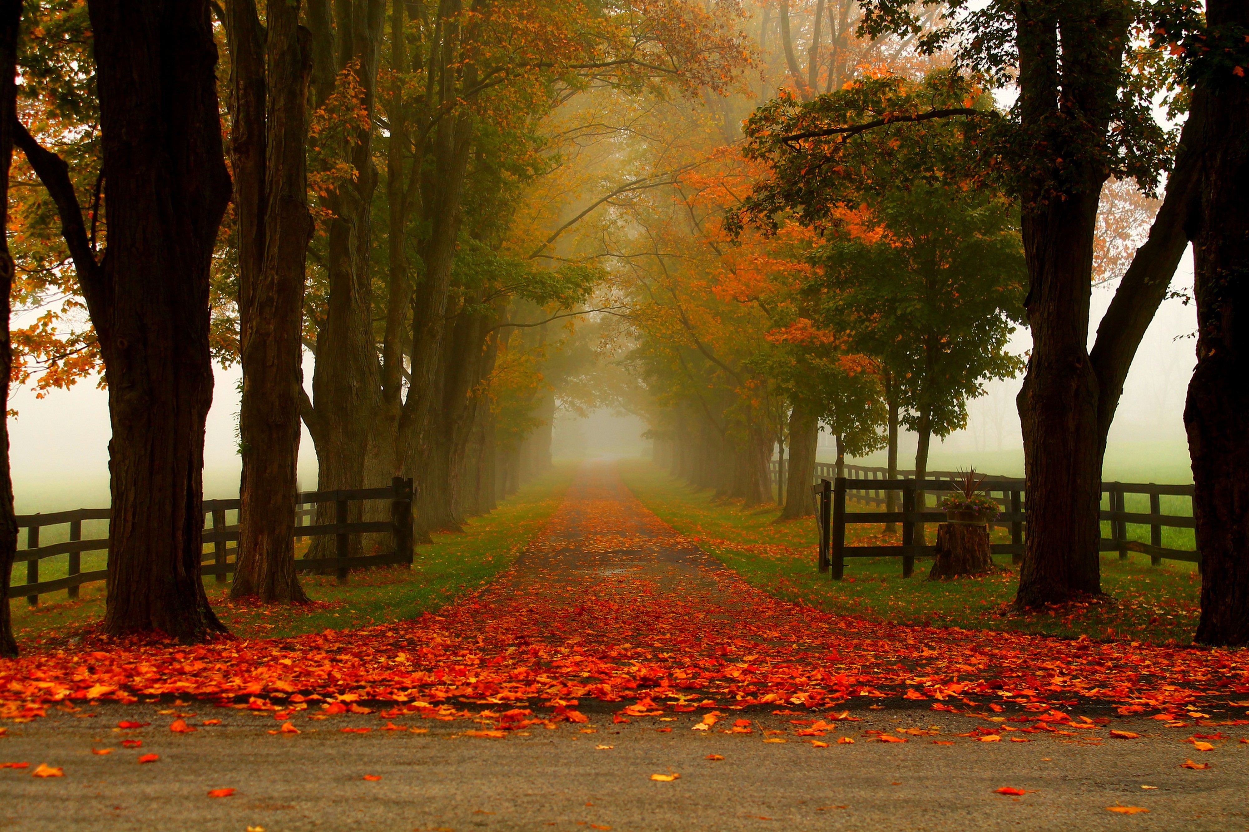  Autumn  Road  4k Ultra HD Wallpaper  Background  Image 