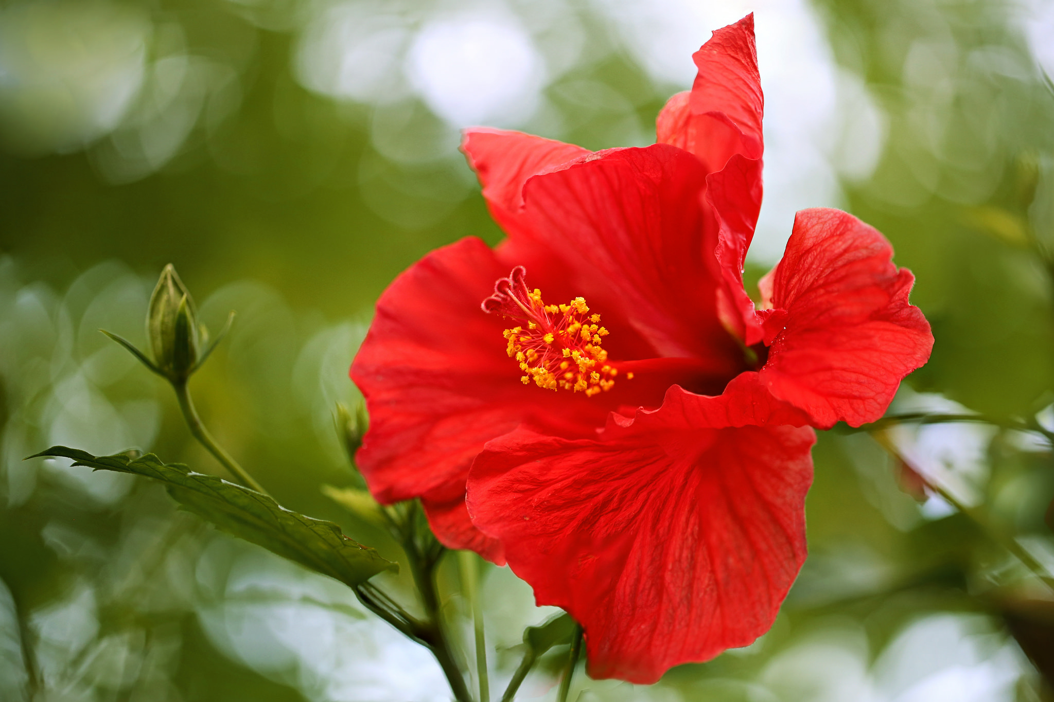Earth Hibiscus HD Wallpaper | Background Image