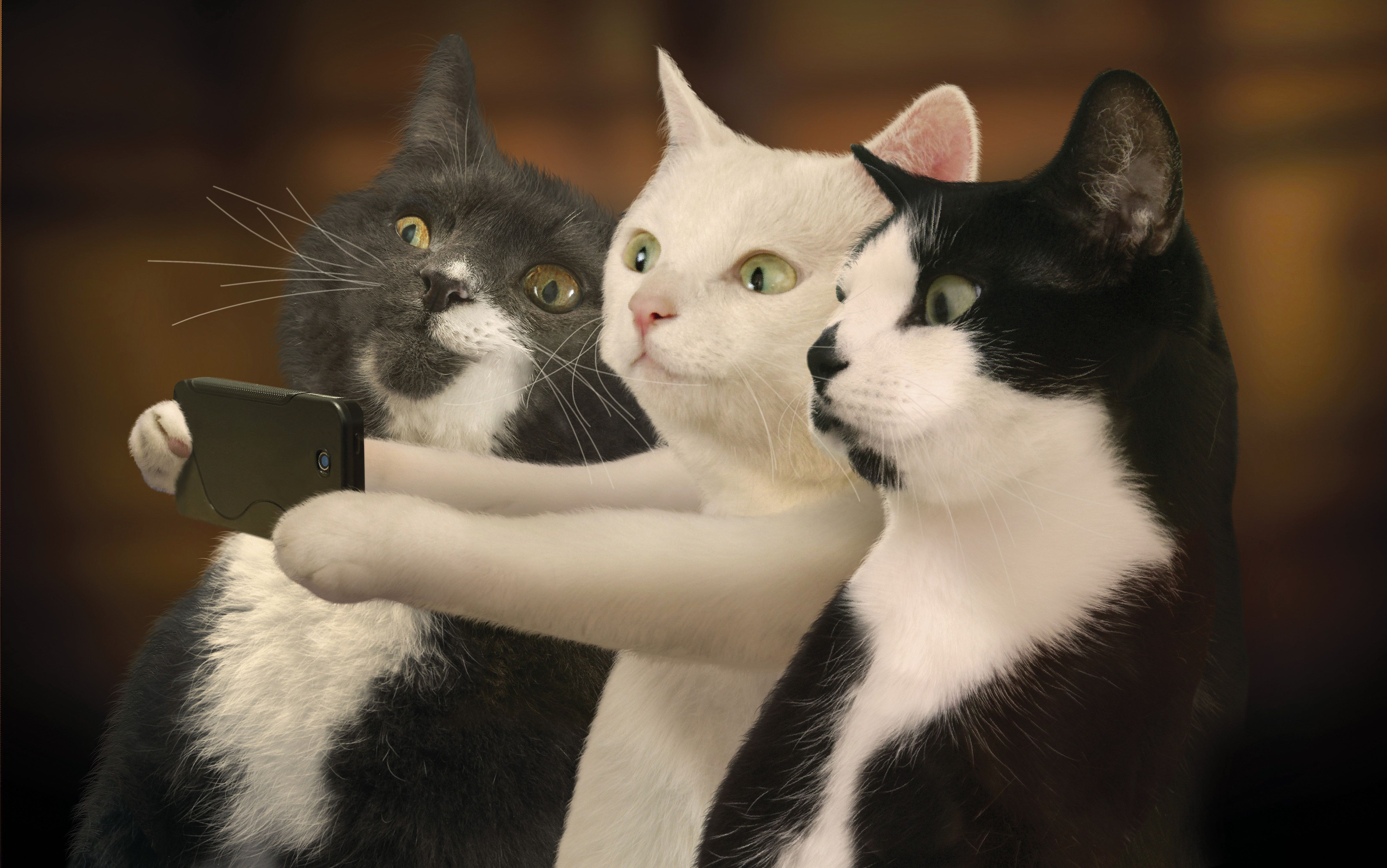 Cats Taking Selfies