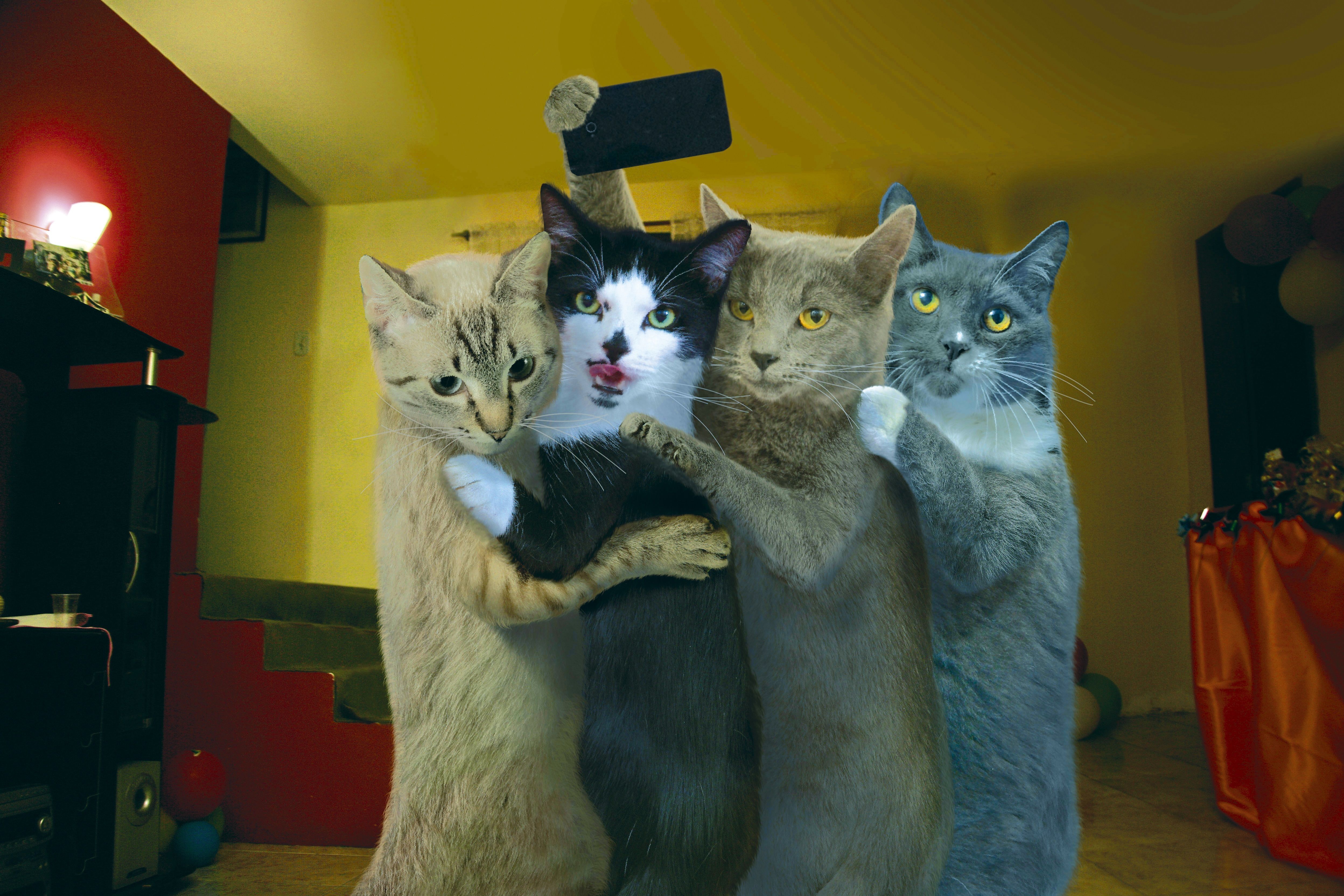 Humor Cat HD Wallpaper | Background Image