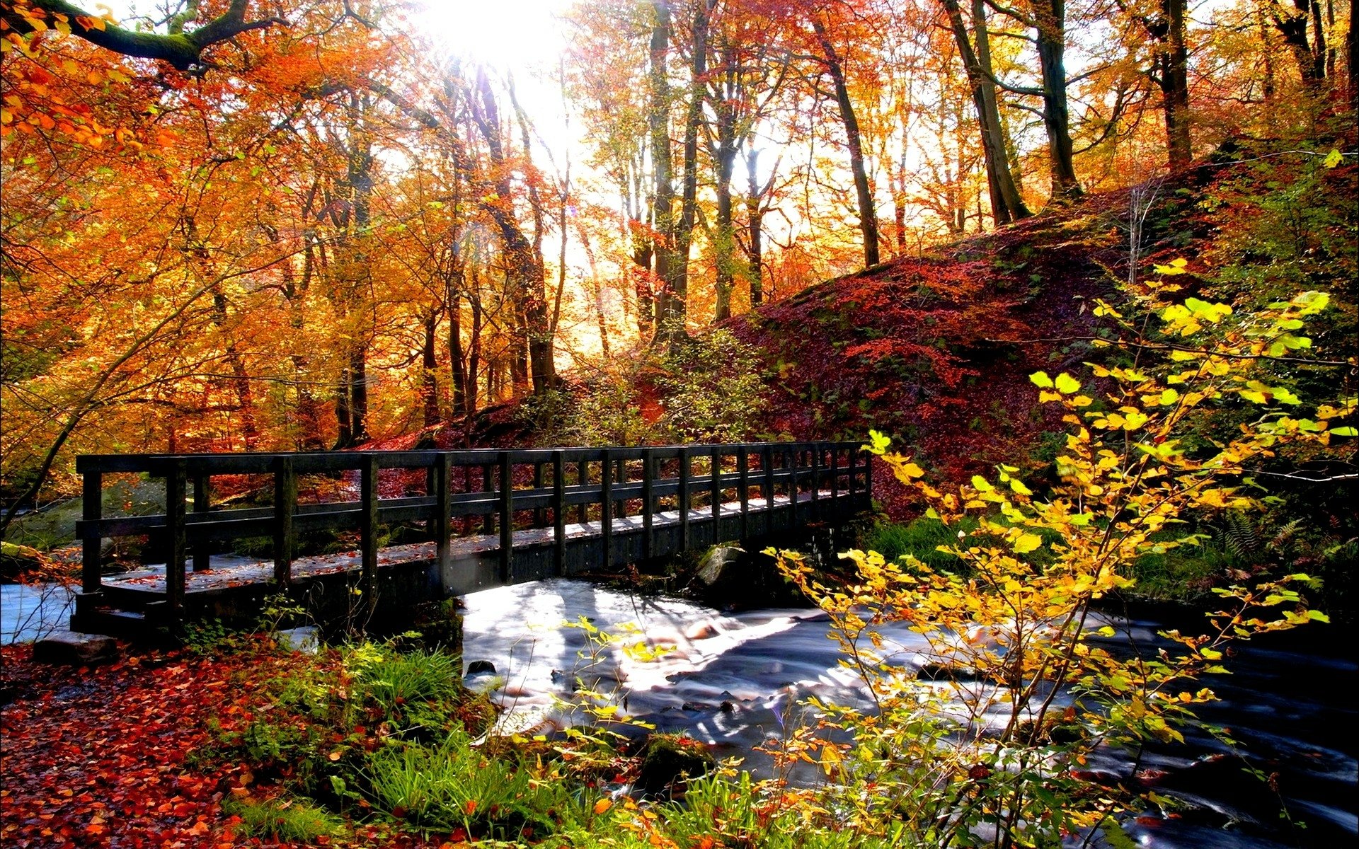 Bridge In Autumn Forest Hd Wallpaper Background Image 1920x1200