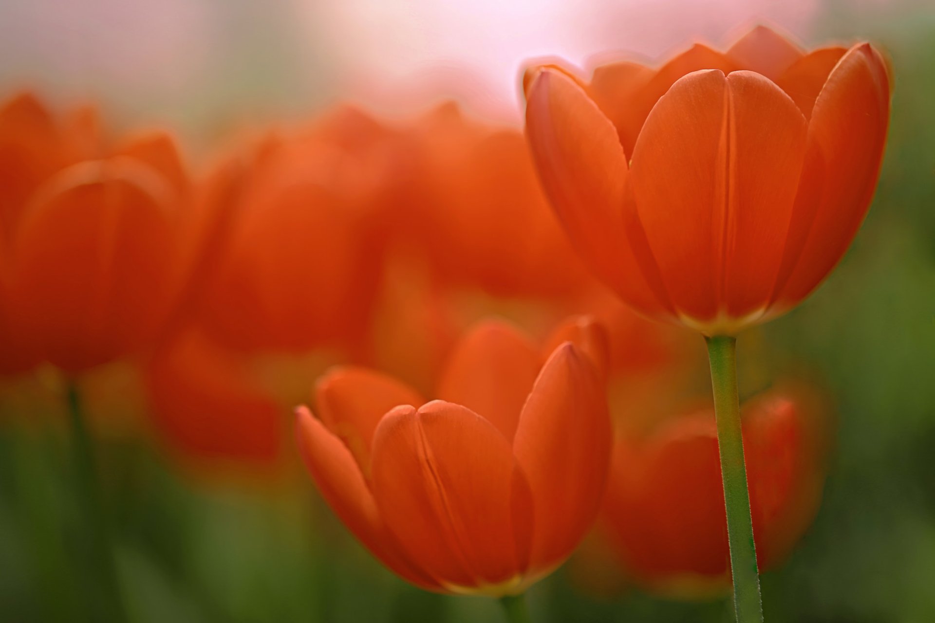 HD PC desktop wallpaper and background: soft-focus close-up of orange tulips in nature with a blurred, vibrant floral backdrop.