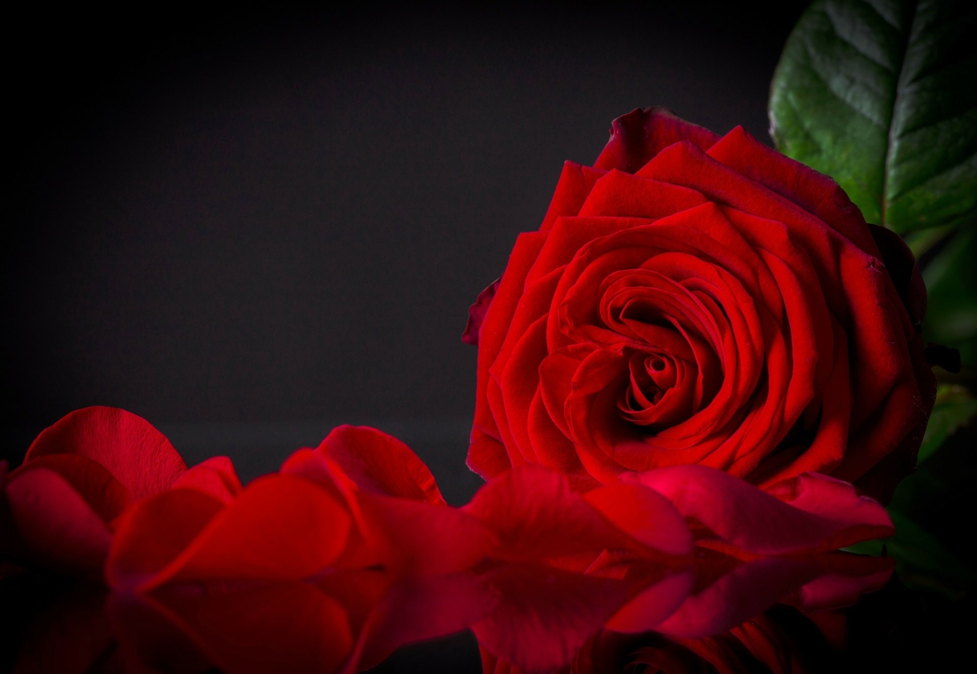 Download Red Flower Close-up Petal Nature Rose  4k Ultra HD Wallpaper