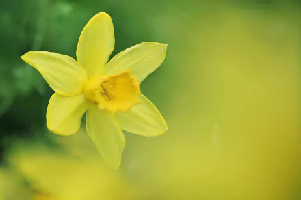 Close-up of a vibrant yellow daffodil flower with a soft blurred green background, captured in HD as a nature-themed desktop wallpaper.