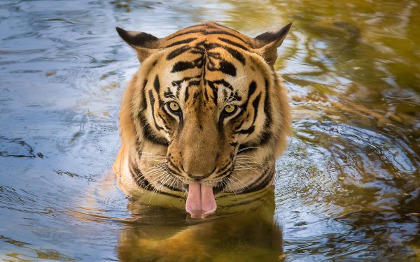 Animal Tiger Cats Face Water Tongue Close-Up HD Wallpaper | Background Image