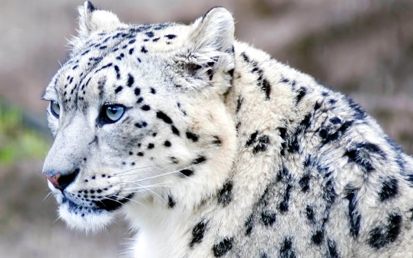 Animal Snow Leopard Cats Face Close-Up HD Wallpaper | Background Image
