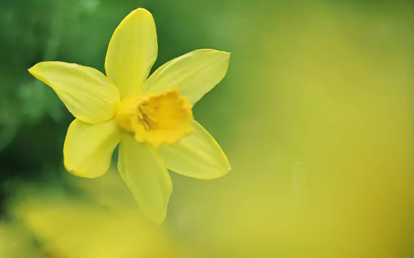 Close-up of a vibrant yellow daffodil flower with a soft blurred green background, captured in HD as a nature-themed desktop wallpaper.