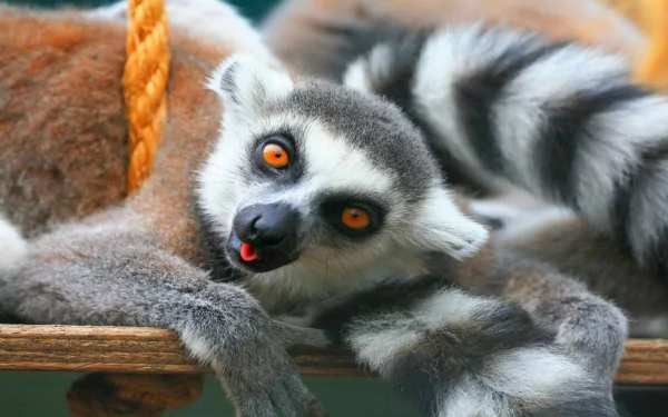 Close-up of a lemur with striking orange eyes resting on a wooden surface, captured in vivid 4K Ultra HD as a PC desktop wallpaper and background.