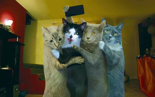 Four humorous cats standing upright side by side in a cozy, warmly lit room, captured in stunning 4K Ultra HD for a vibrant PC desktop wallpaper.