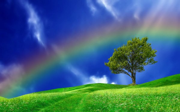 Earth Rainbow Tree Field Grass Green Blue HD Wallpaper | Background Image