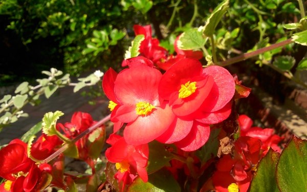 Nature Flower Flowers Wax begonia Red Flower HD Wallpaper | Background Image