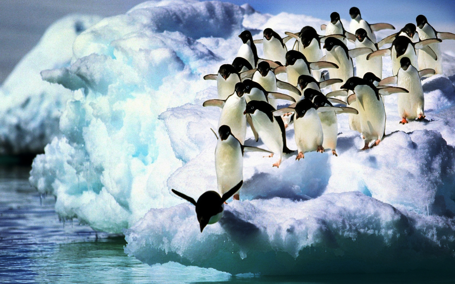 Adelie Penguins HD Wallpaper | Background Image | 1920x1200 Cute Winter Penguin Wallpaper