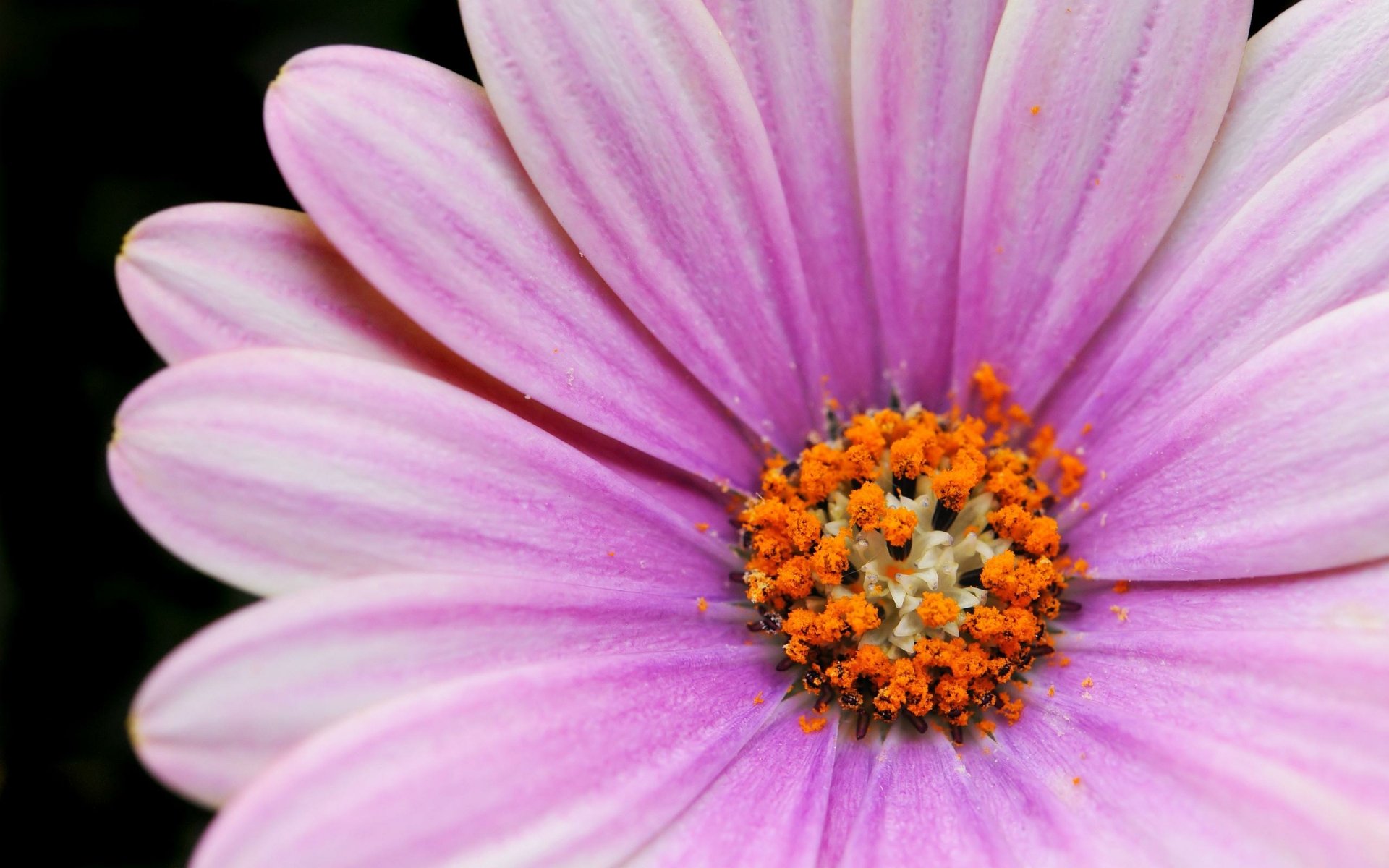 Download Nature Purple Flower Close-up Flower Daisy HD Wallpaper ...
