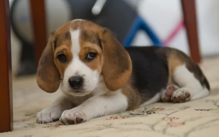 A cute, sad baby beagle puppy lies on a patterned rug, showcasing its adorable features and gentle demeanor in this HD desktop wallpaper.