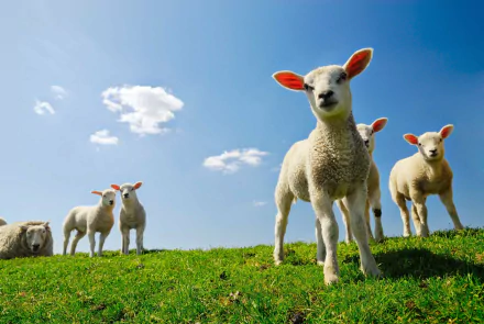 A group of playful lambs stands on a lush green hillside under a bright blue sky with fluffy clouds, creating a serene and inviting scene for a desktop wallpaper.