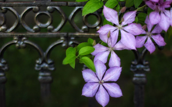 Close-up still-life of pale purple clematis blooms and green leaves draped over ornate ironwork, HD PC desktop wallpaper background.