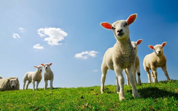 Animal Sheep Lamb HD Wallpaper | Background Image